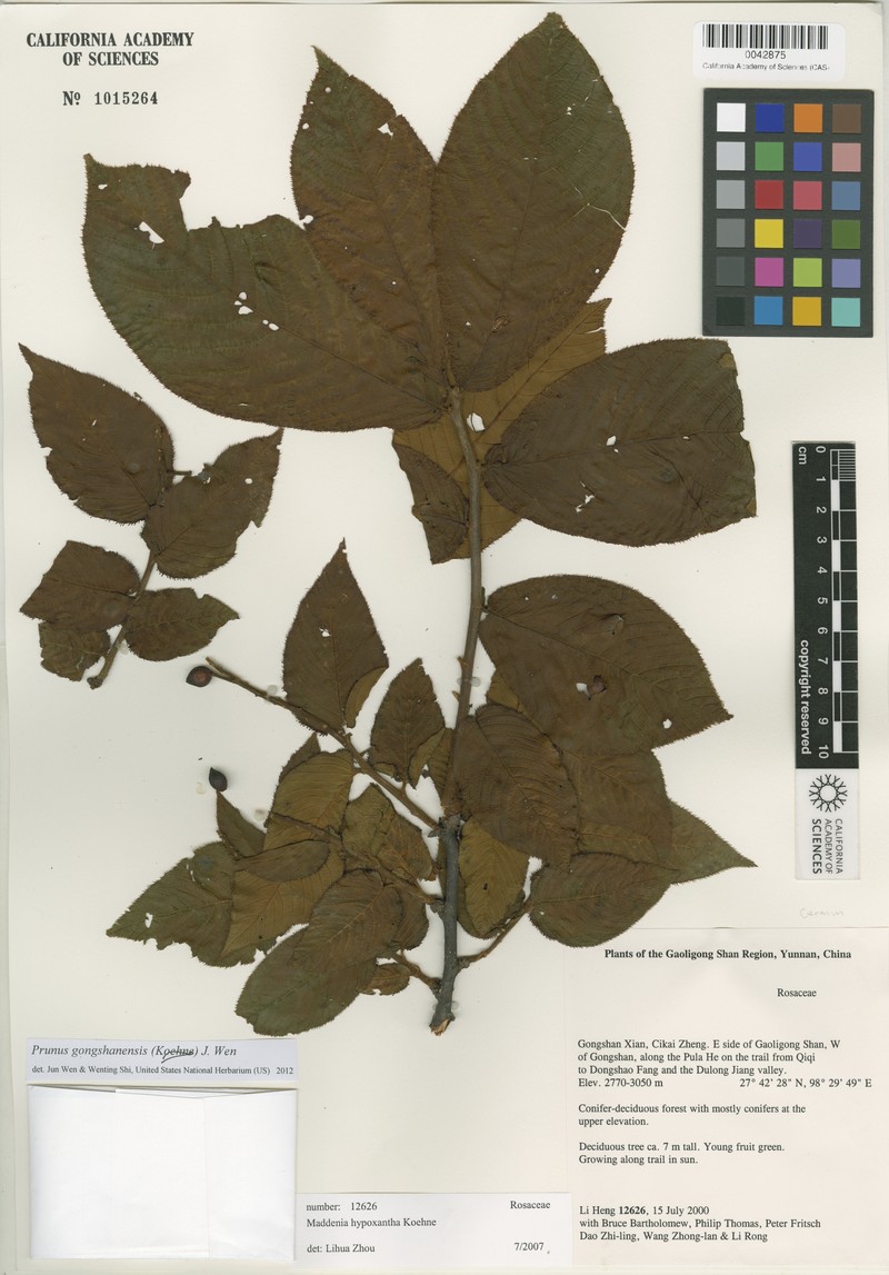 Prunus gongshanensis photo 5