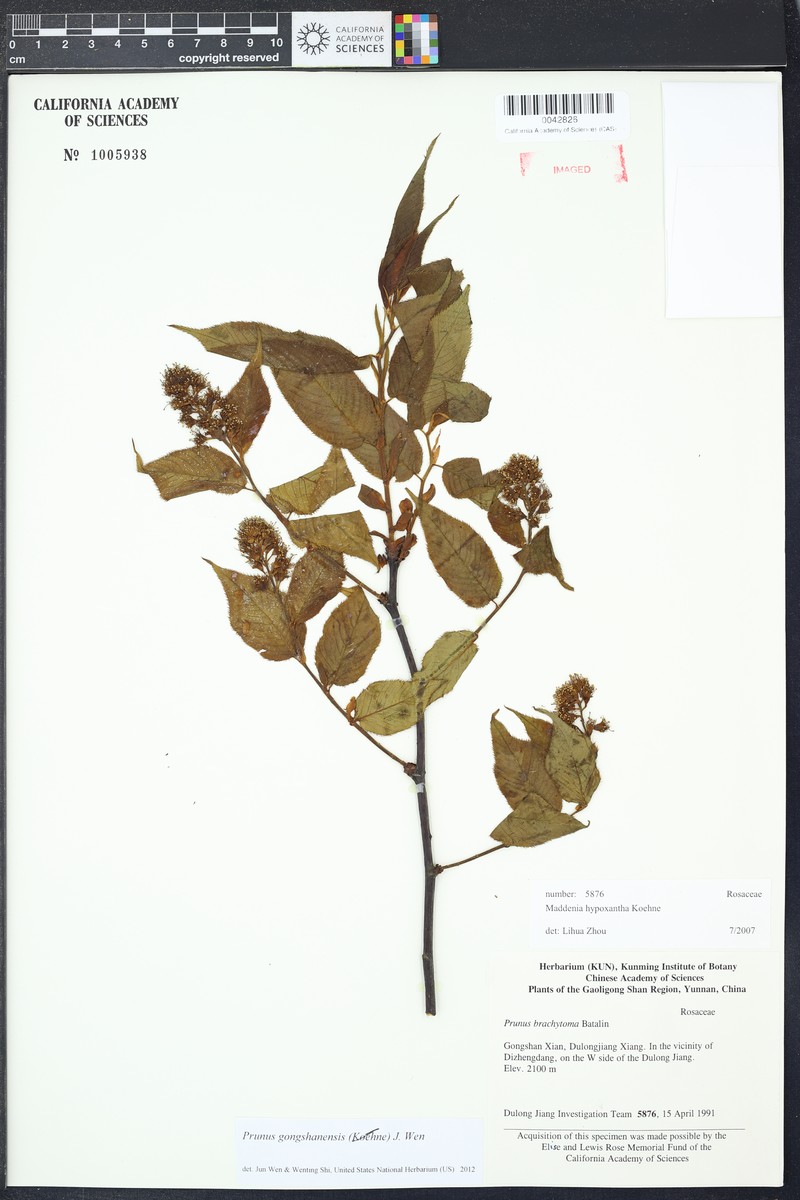 Prunus gongshanensis photo 6