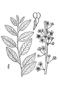 Oklahoma Plum