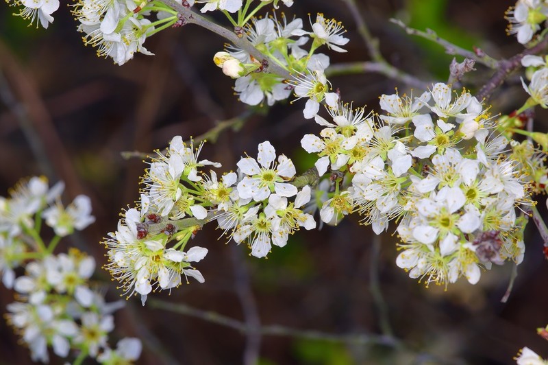 Oklahoma Plum photo 2