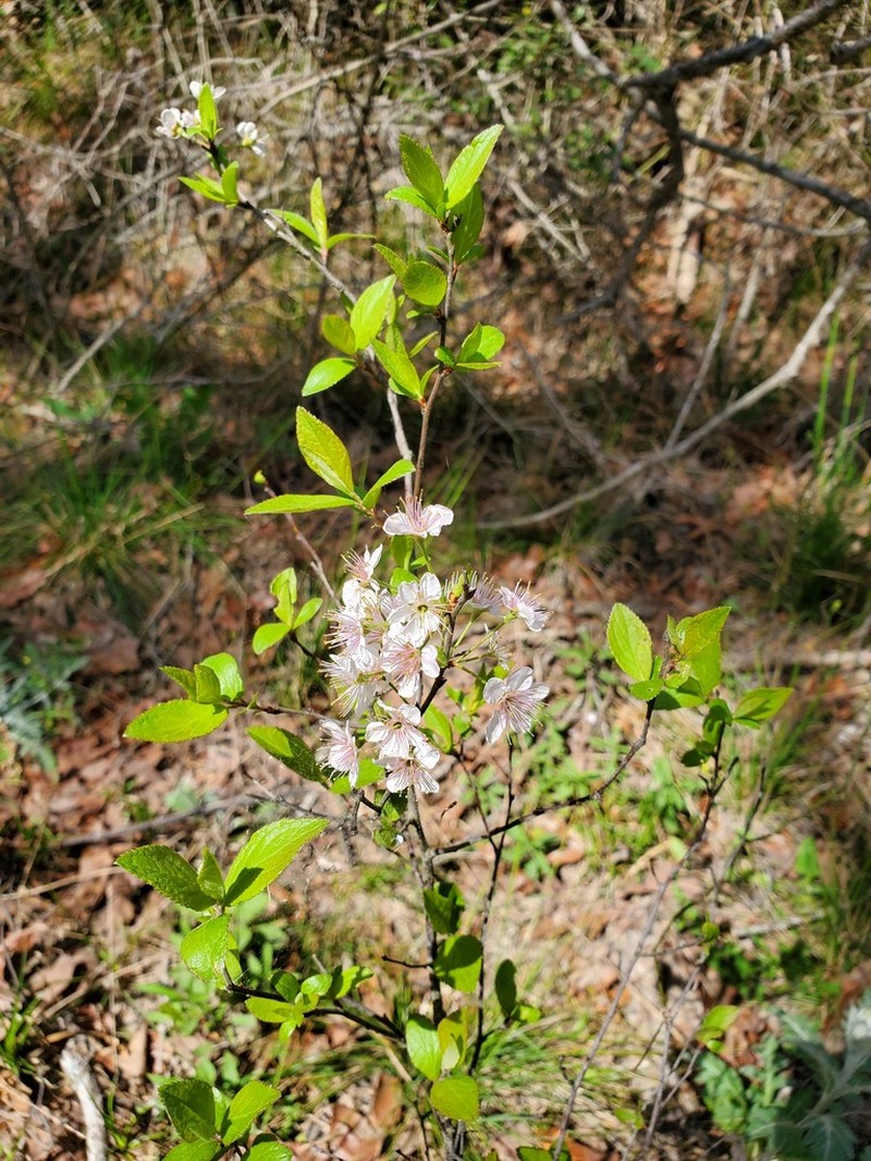 Oklahoma Plum photo 4