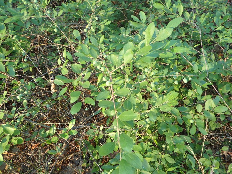 Oklahoma Plum photo 5