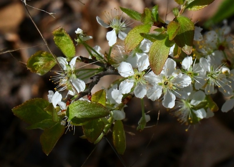Oklahoma Plum photo 6