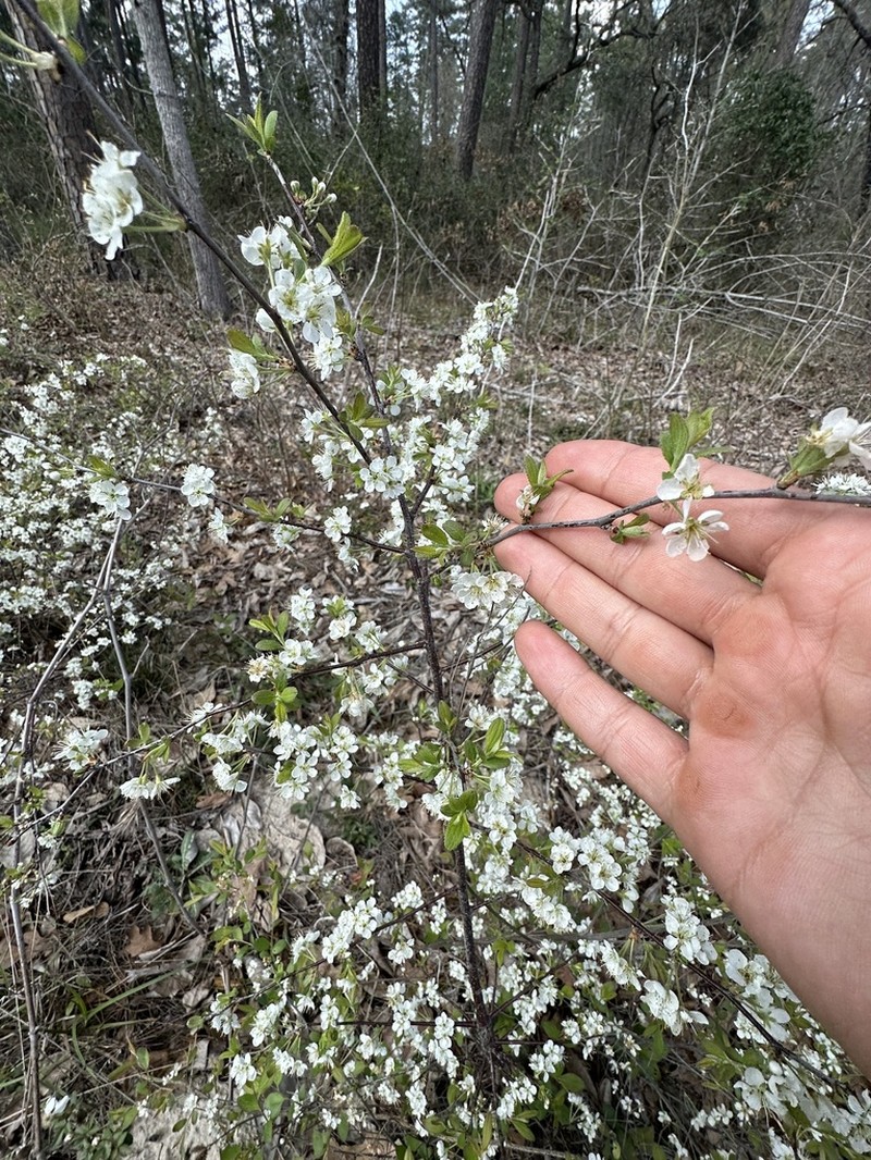 Oklahoma Plum photo 7