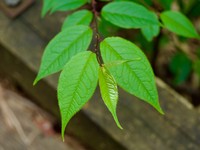 Prunus grayana