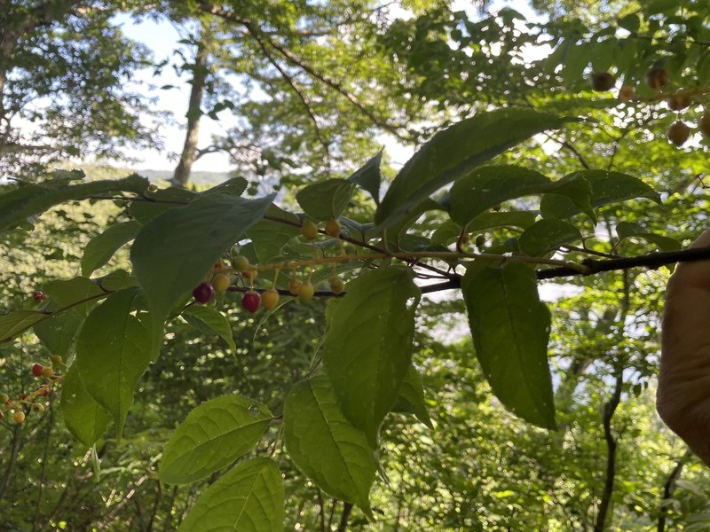 Prunus grayana photo 2
