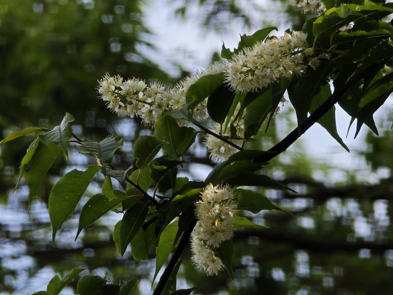 Prunus grayana photo 3