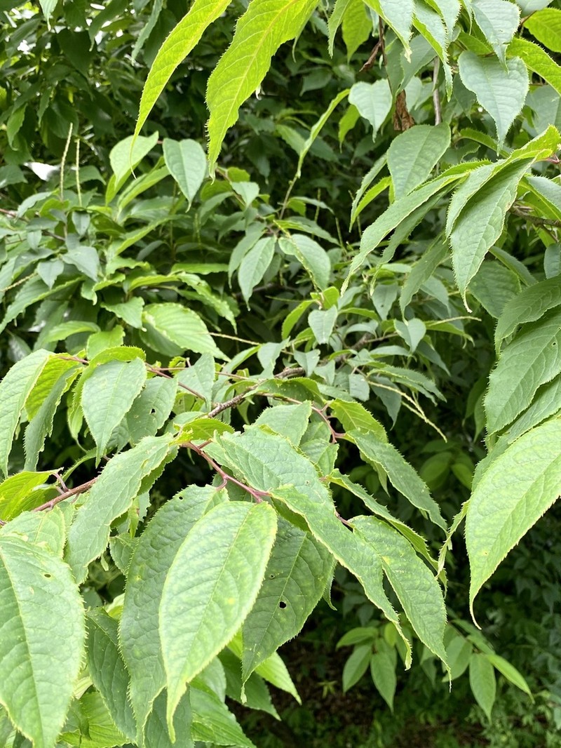 Prunus grayana photo 4