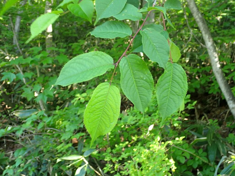 Prunus grayana photo 5