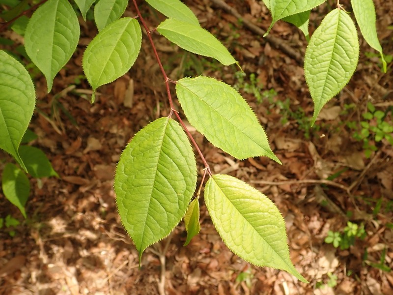 Prunus grayana photo 6