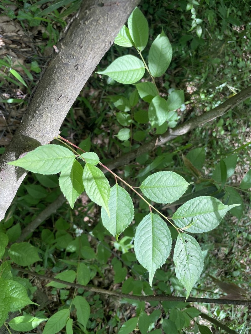Prunus grayana photo 7