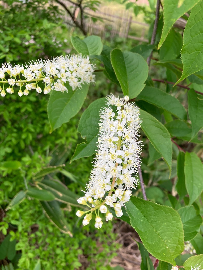 Prunus grayana photo 8