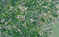 Prunus griffithii