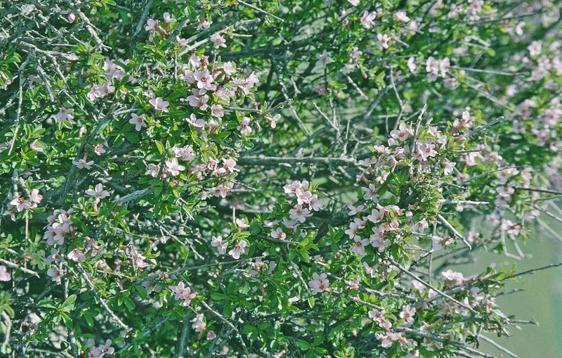 Prunus griffithii