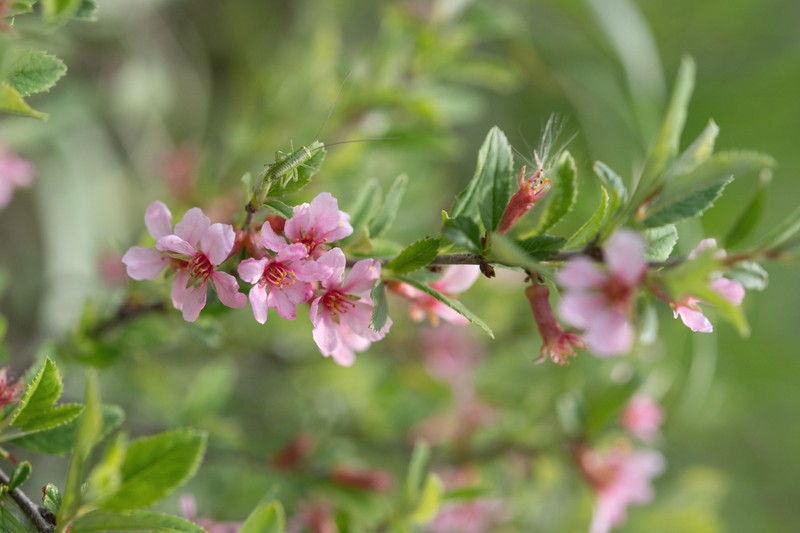 Prunus griffithii photo 2