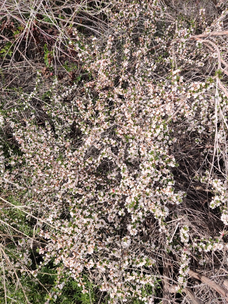 Prunus griffithii photo 3