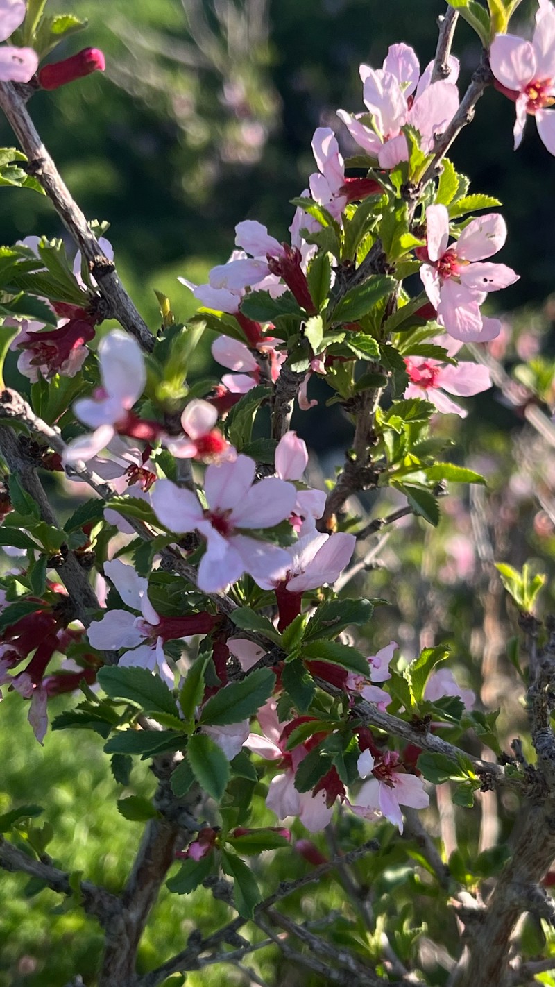 Prunus griffithii photo 4
