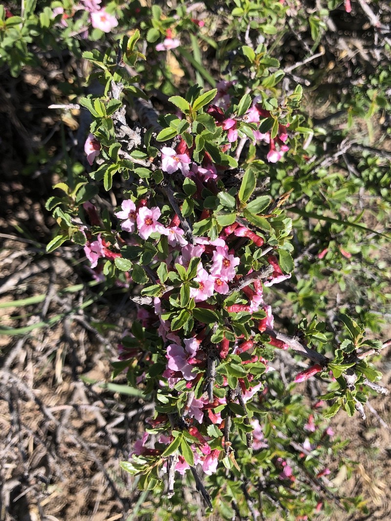 Prunus griffithii photo 5