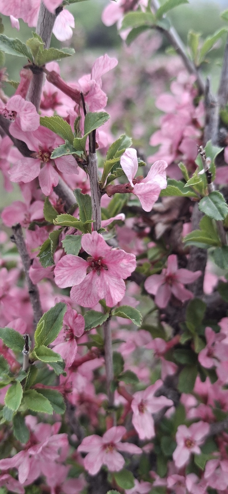 Prunus griffithii photo 7