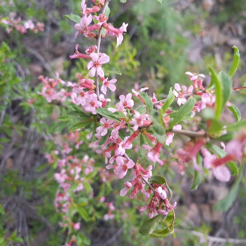 Prunus griffithii photo 8