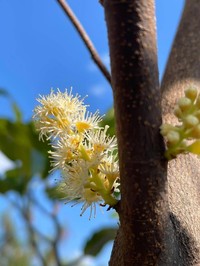 Prunus grisea