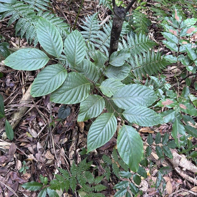 Prunus grisea photo 2