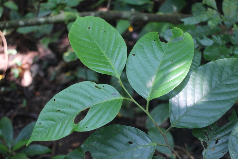 Prunus grisea photo 3