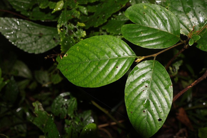 Prunus grisea photo 4