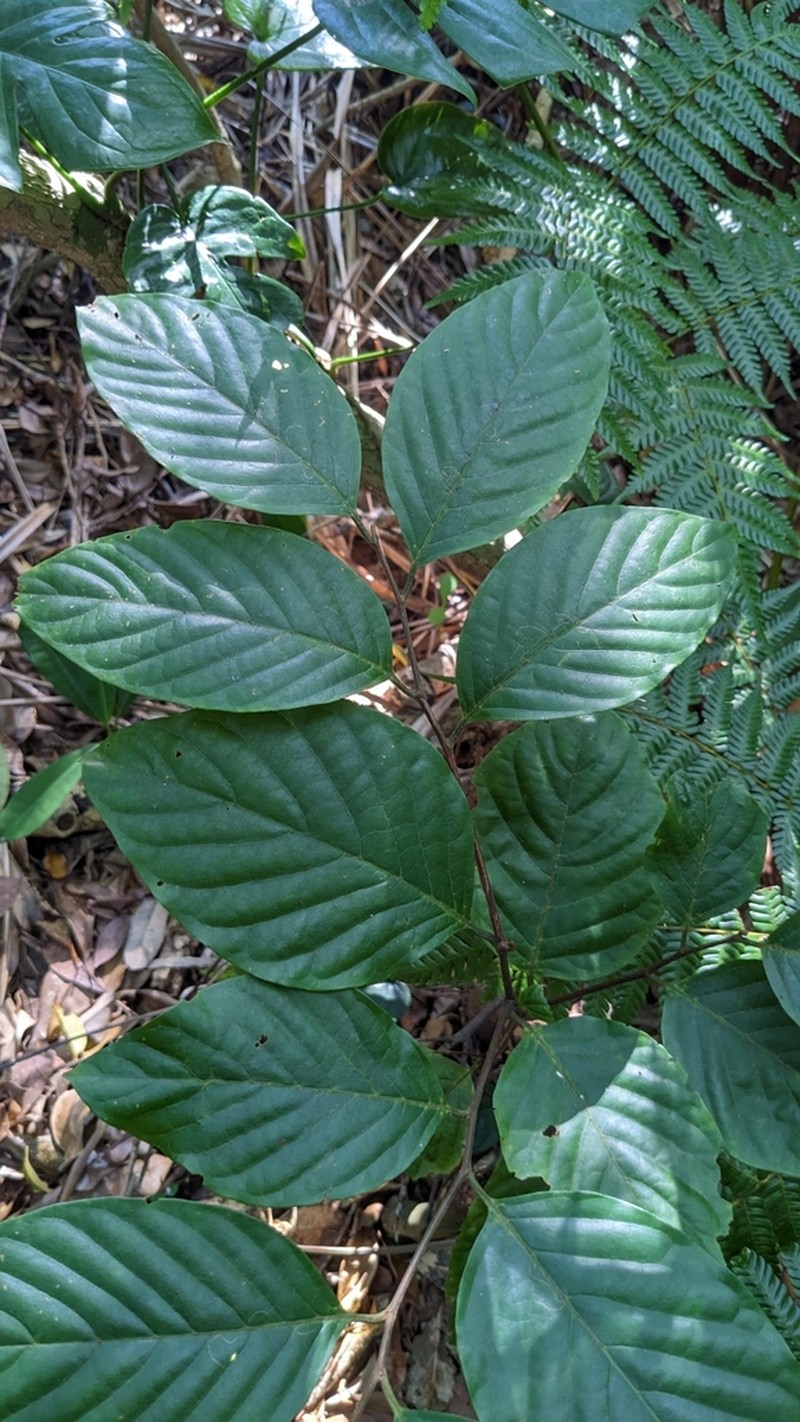 Prunus grisea photo 5
