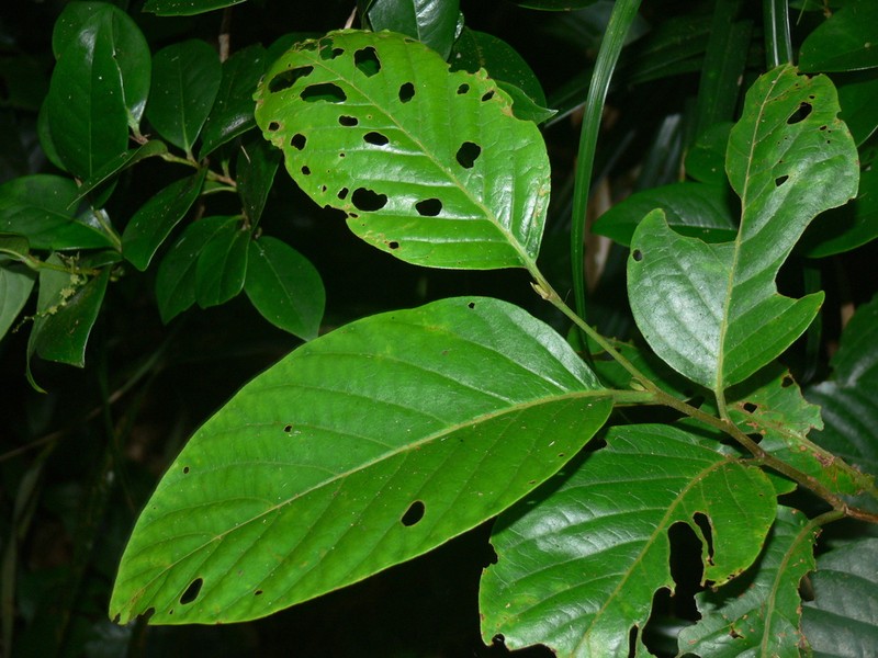 Prunus grisea photo 6