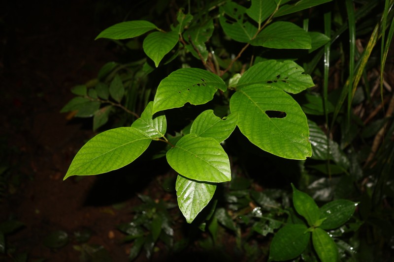 Prunus grisea photo 7