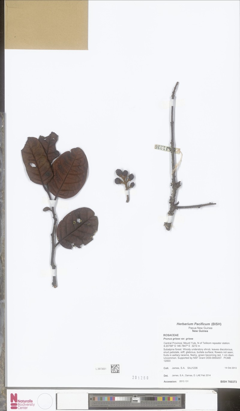Prunus grisea var. grisea