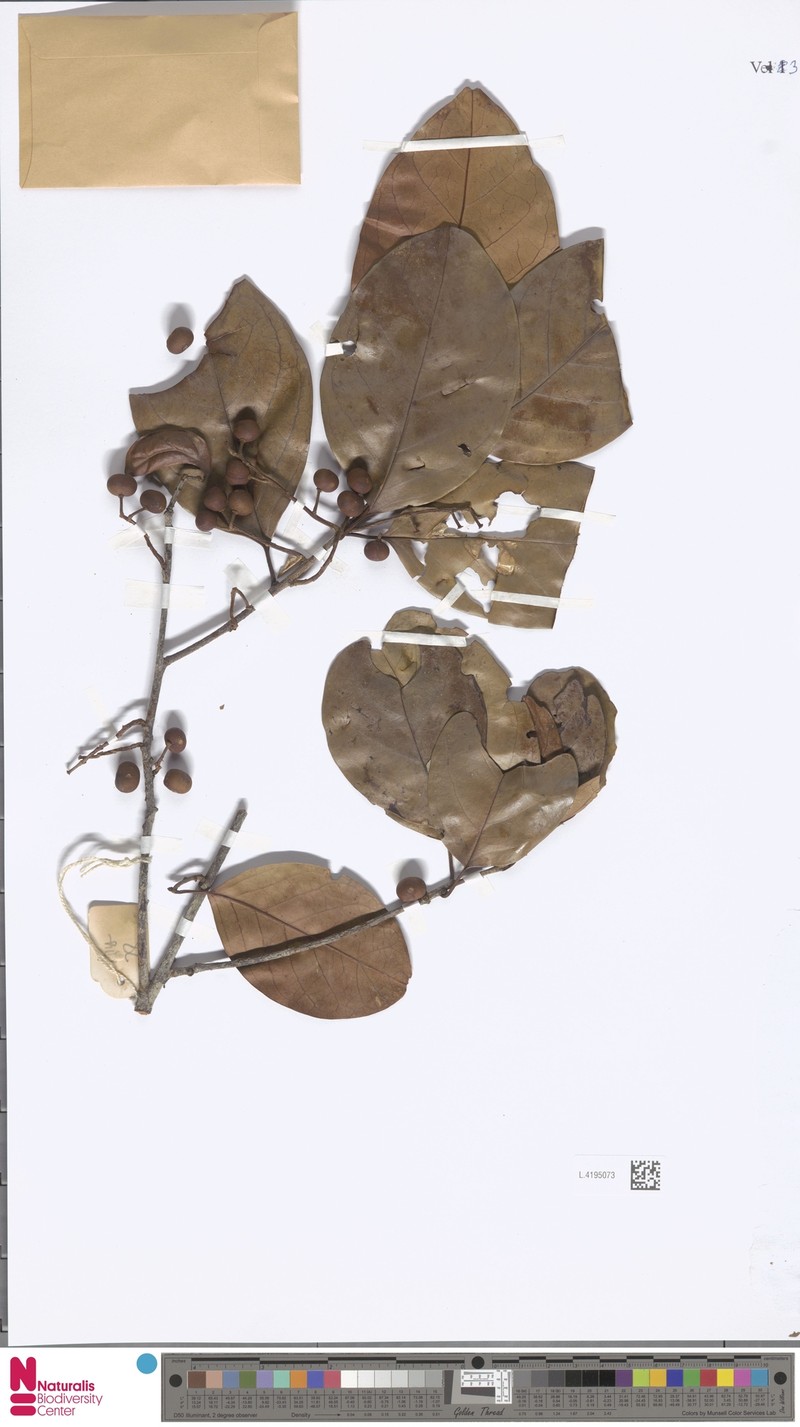 Prunus grisea var. grisea photo 2