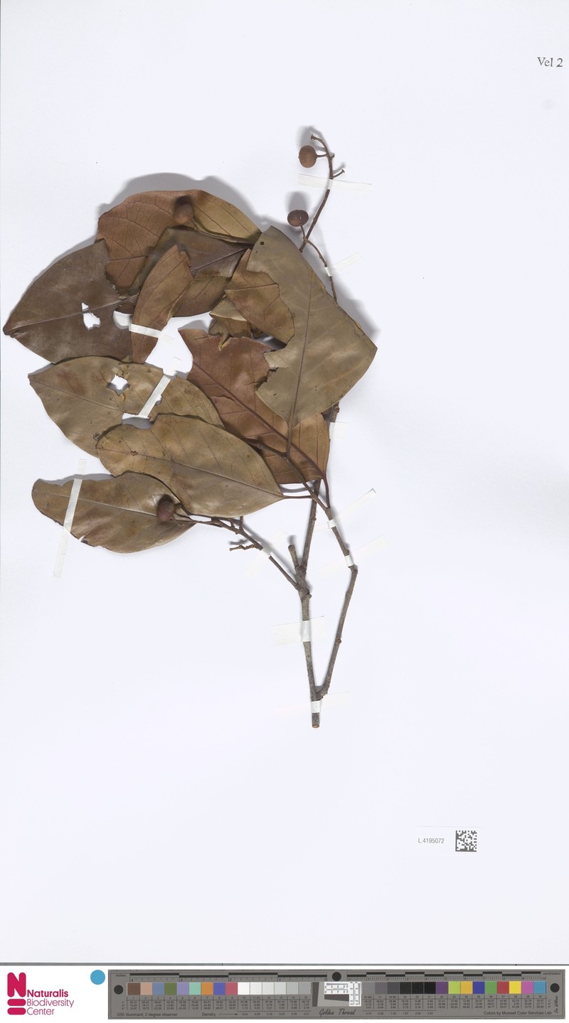 Prunus grisea var. grisea photo 3