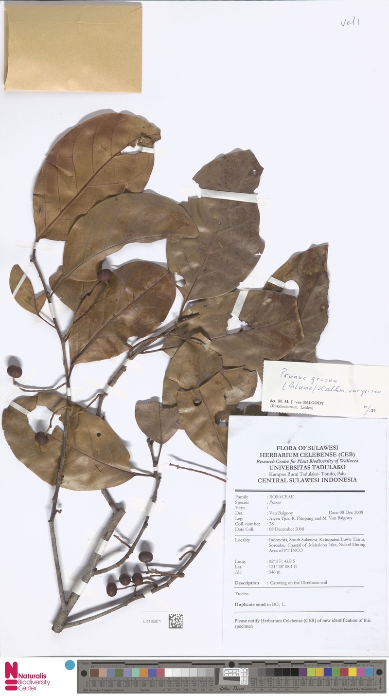 Prunus grisea var. grisea photo 4
