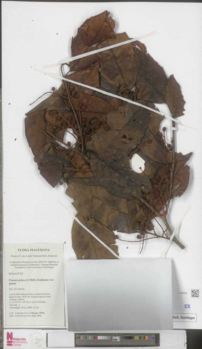Prunus grisea var. grisea photo 5