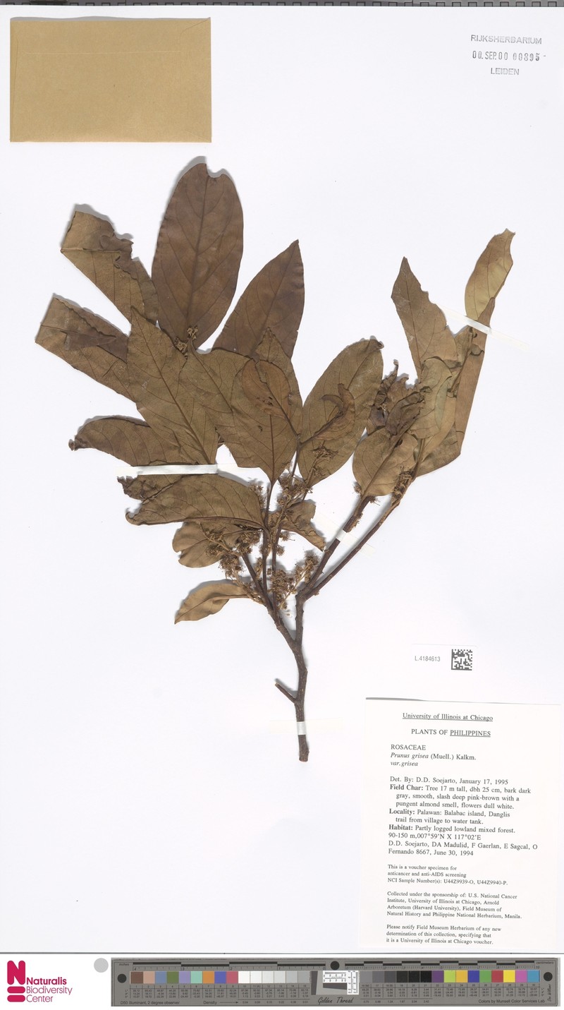 Prunus grisea var. grisea photo 6