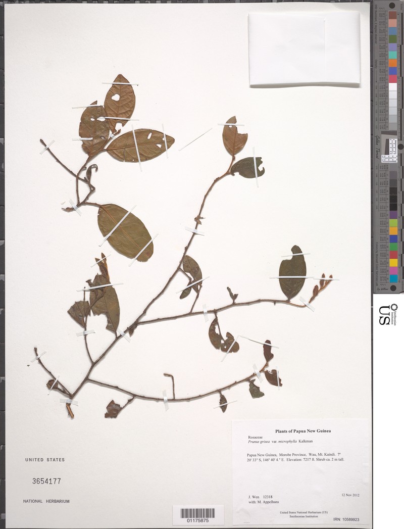 Prunus grisea var. microphylla