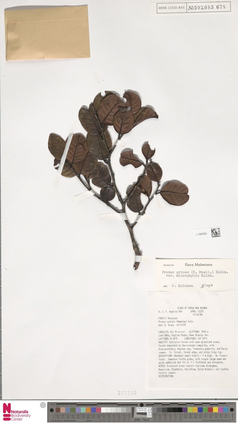Prunus grisea var. microphylla photo 2
