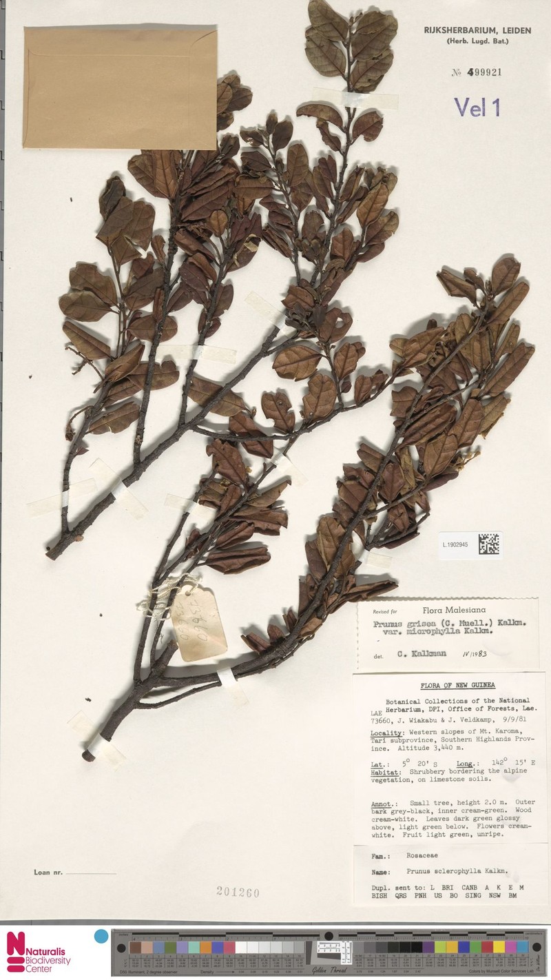 Prunus grisea var. microphylla photo 3