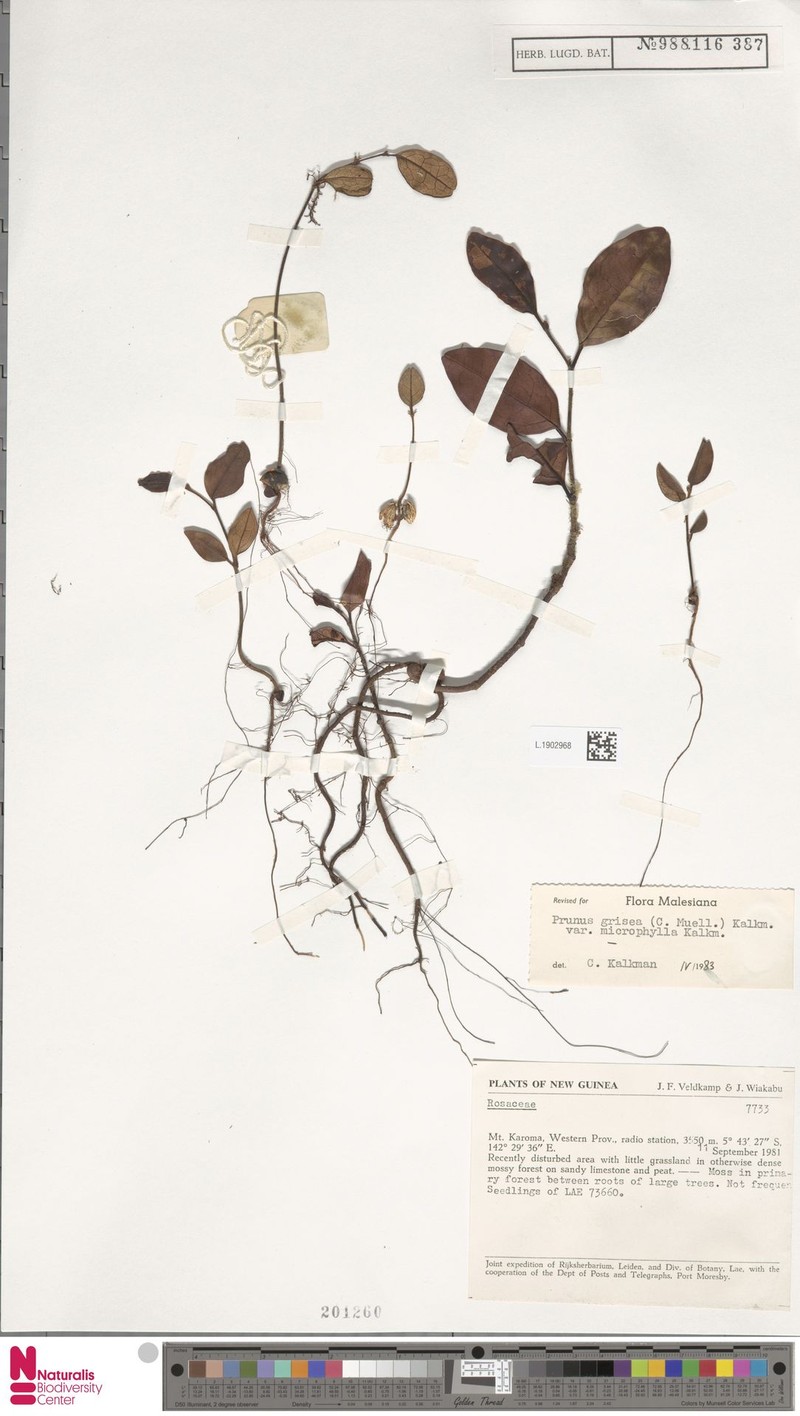 Prunus grisea var. microphylla photo 4