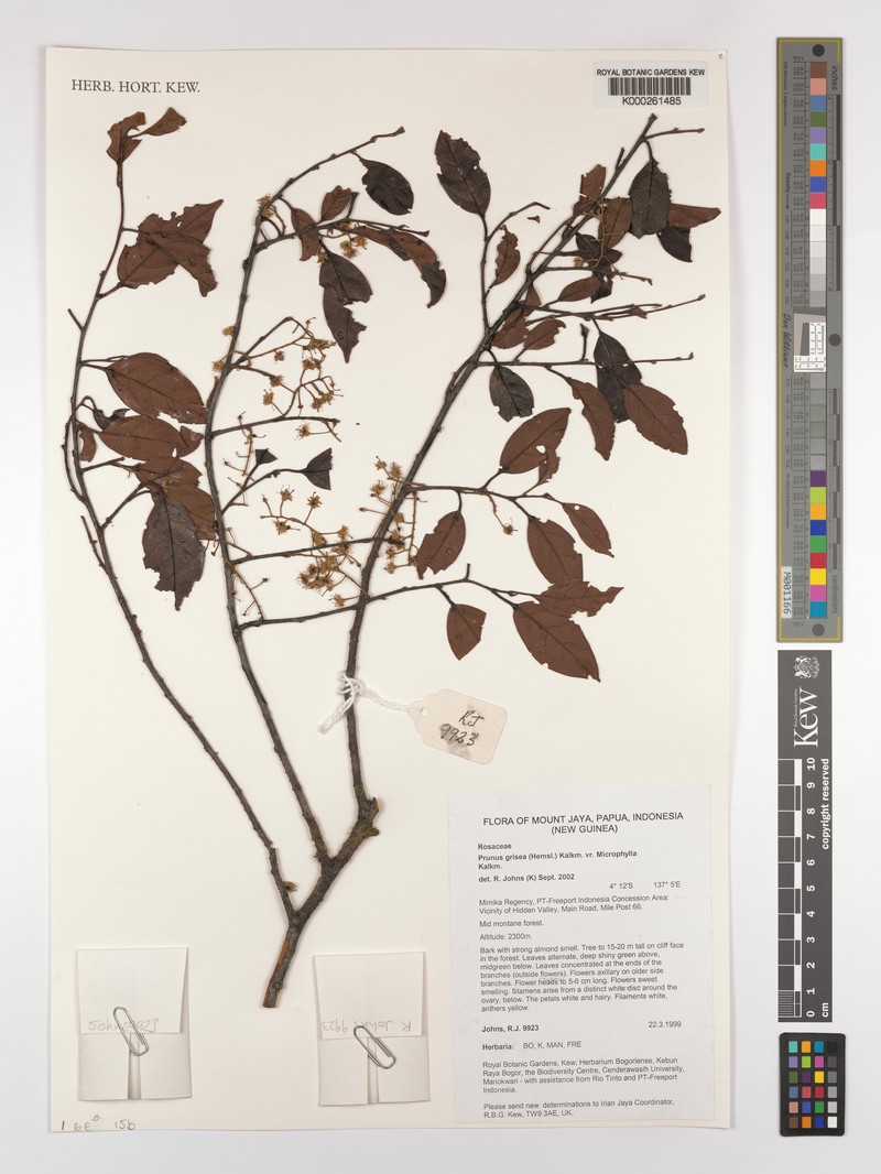 Prunus grisea var. microphylla photo 5