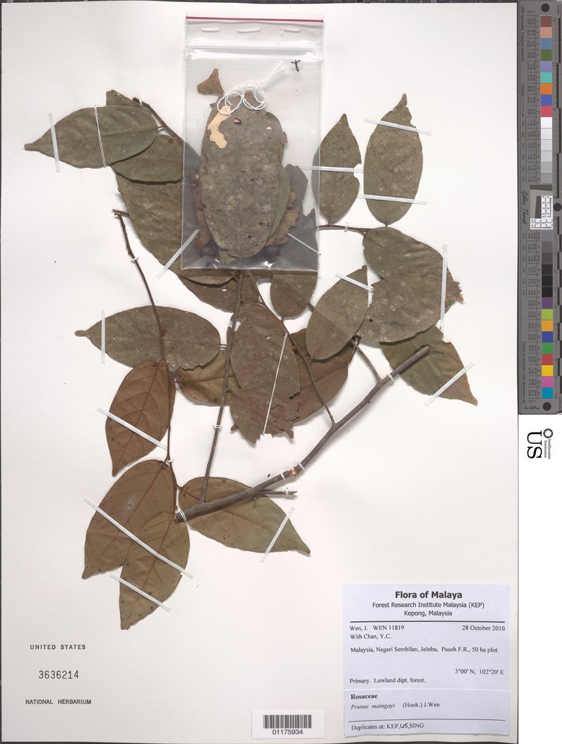 Prunus grisea var. tomentosa