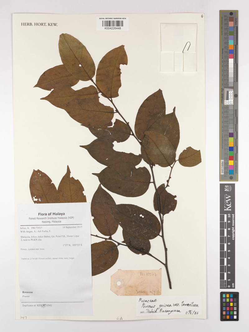 Prunus grisea var. tomentosa photo 2
