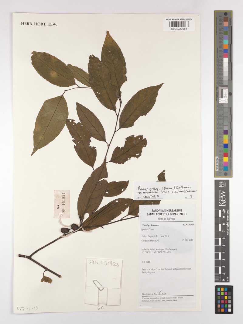Prunus grisea var. tomentosa photo 3