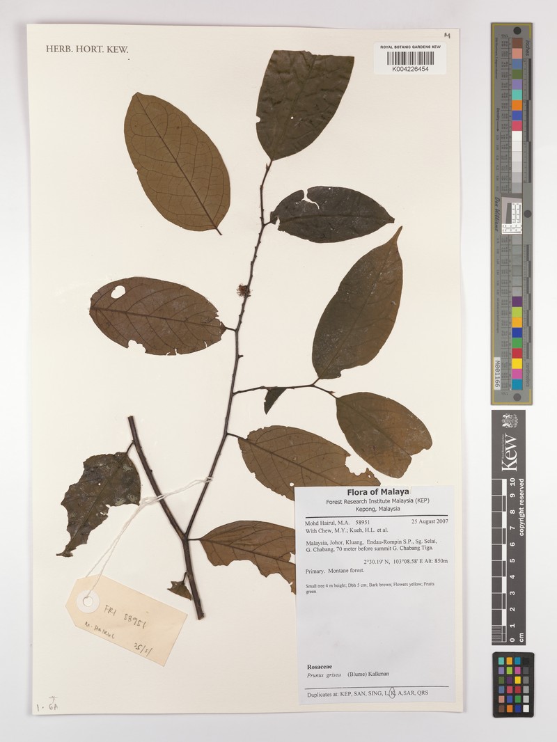 Prunus grisea var. tomentosa photo 4