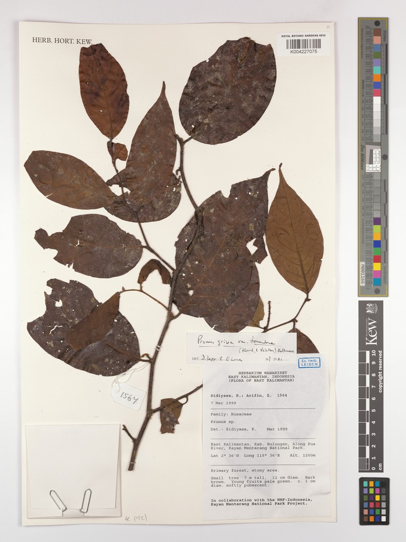 Prunus grisea var. tomentosa photo 5