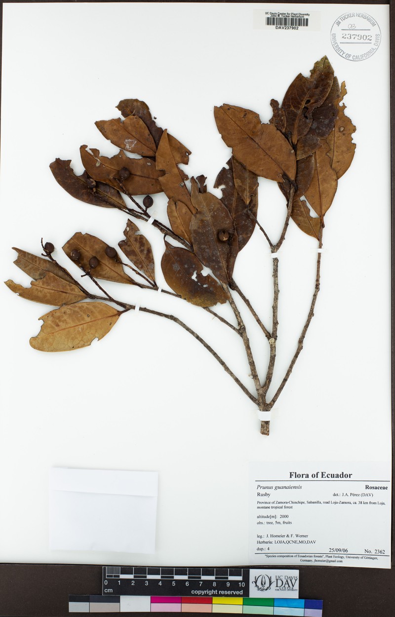Prunus guanaiensis photo 2