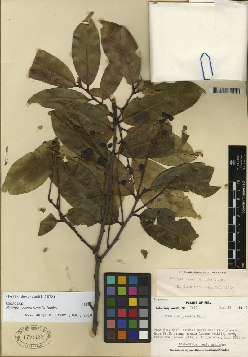 Prunus guanaiensis photo 3