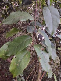 Prunus guanaiensis